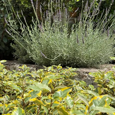 Stone House Nanita Villa