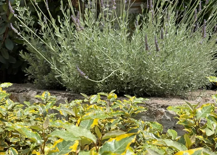 Stone House Nanita וילה